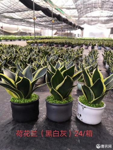 虎皮兰 荷花兰桌面小盆栽多年生草本观叶植物 适应力很强好管理