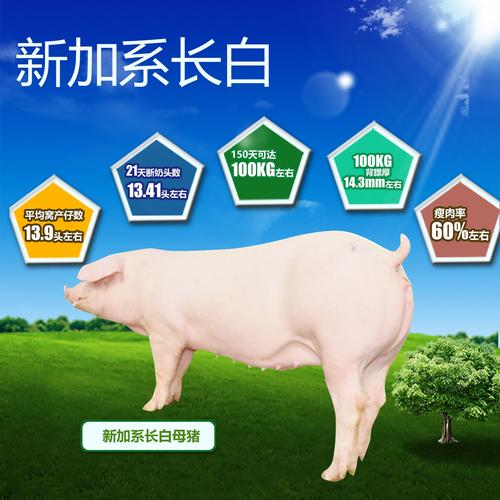 【铁骑力士】加系长白种猪(母猪)