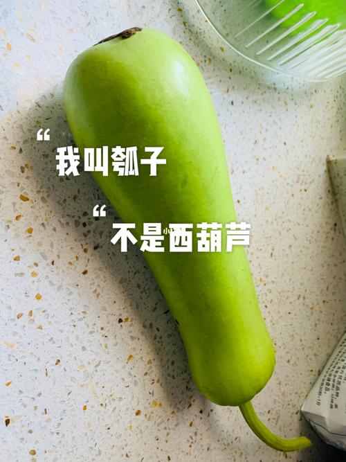 再也不会分不清瓠子与西葫芦啦