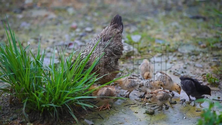 高清母鸡带小鸡觅食视频素材