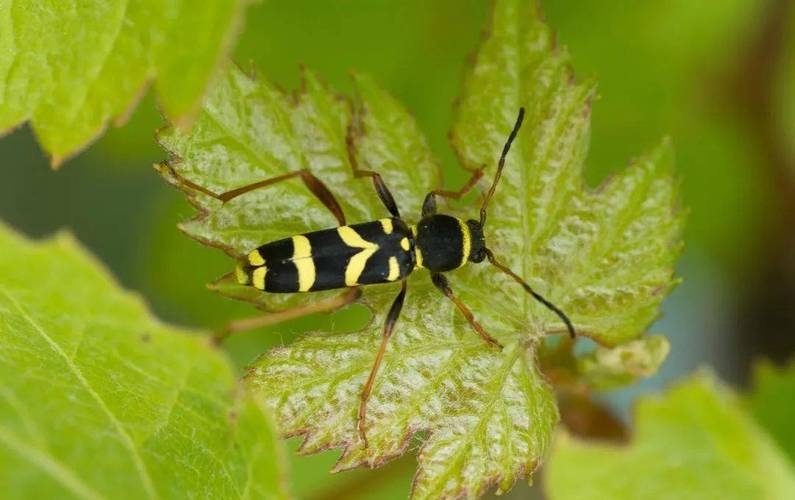 它到底是胡峰,还是天牛