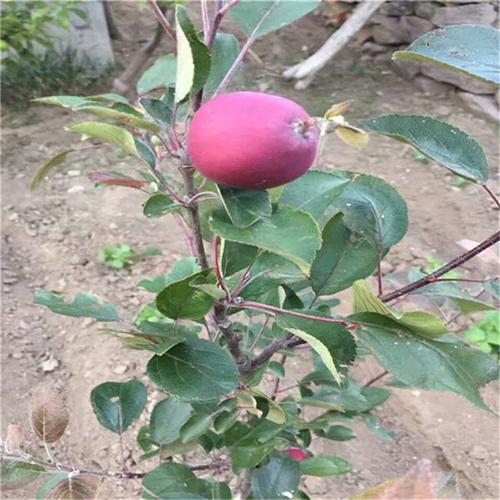 维纳斯苹果苗多少钱 华硕苹果树苗哪里出售 苹果树苗哪有