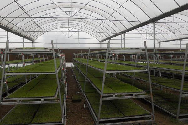 育苗床型号_育秧苗床网现货【麒麟】