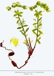 甘遂的功效与作用