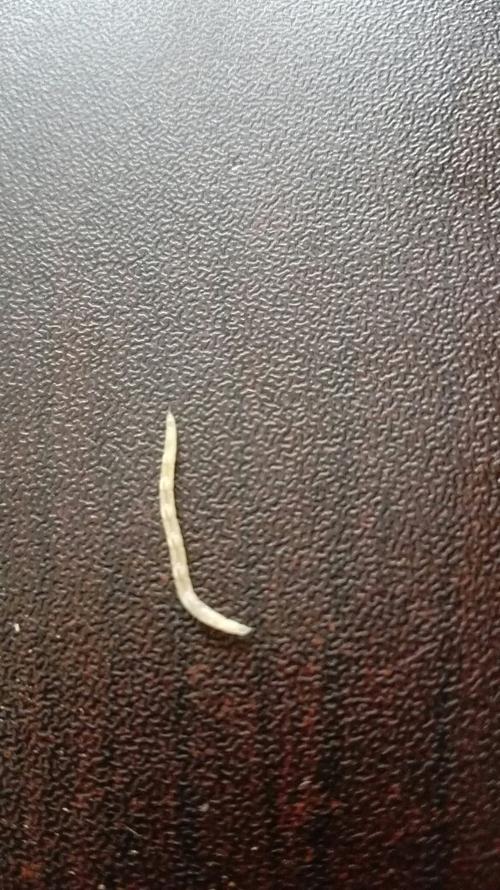 像蚯蚓一样,很小,像缝衣针样细,象指甲盖那么