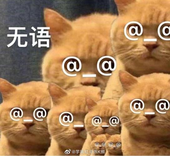 笑死 猫咪无语表情包都出来了