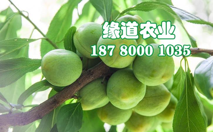四川青脆李子苗,青脆李树苗价格,青脆李苗批发基地