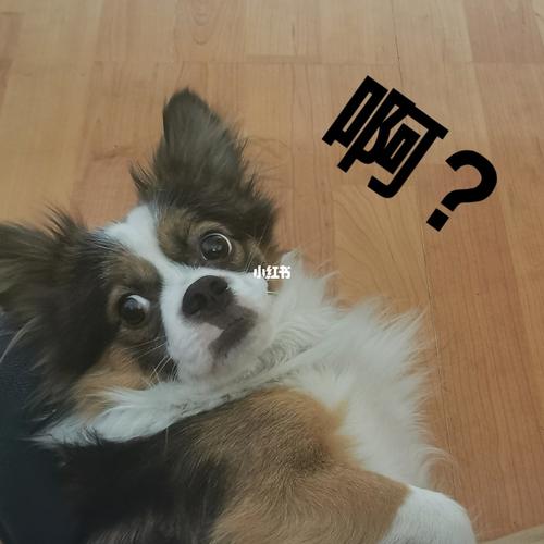 麻辣烫小朋友_麻辣烫_表情包_狗狗_麻辣烫小朋友_素材