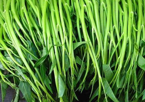 美食,博白蕹菜,空心菜,猪肉,美国