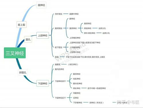 三叉神经思维导图