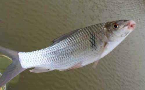 鲮鱼想要爆护,就靠它了!