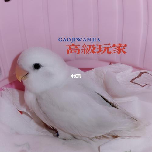 牡丹鹦鹉宝宝漂亮的墨伊莎小白_牡丹_牡丹鹦鹉_宠物