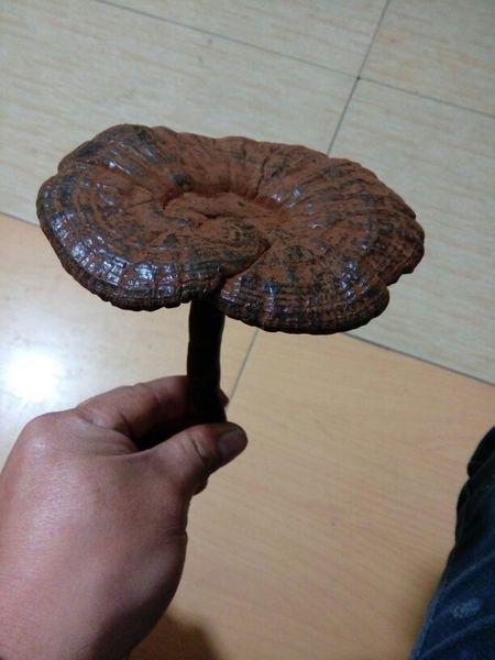 求专家鉴定灵芝真假