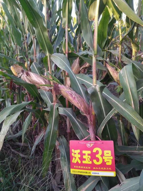 沃玉3号,不可多得的好品种!