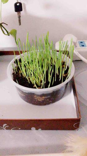 怡亲 许愿种植猫草去毛球猫零食 19g*3(猫草种子 培育盒 培育土)