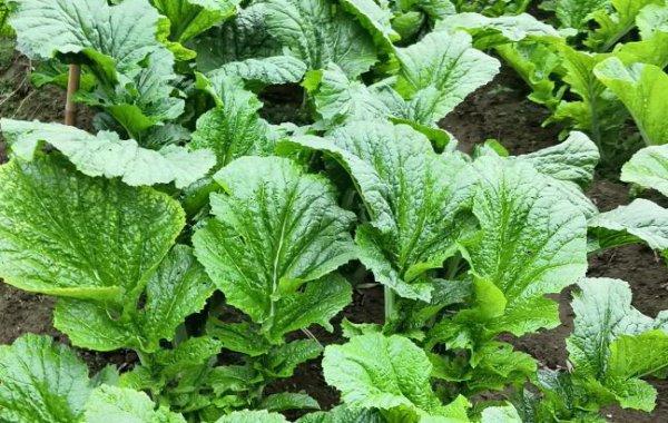 芥菜疙瘩全株无毛产地生境有哪些