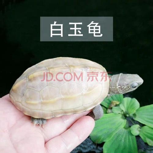 不二臣白玉龟活物中华草龟白化金线草龟金线龟宠物龟变异小乌龟活体大