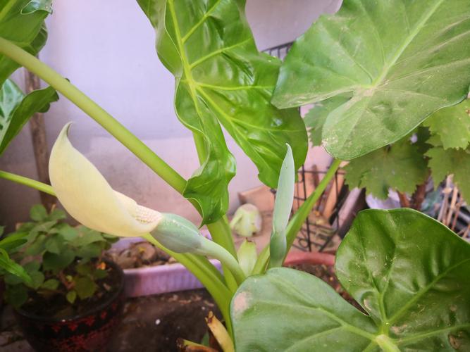 滴水观音有花语, 志同道和表诚意.