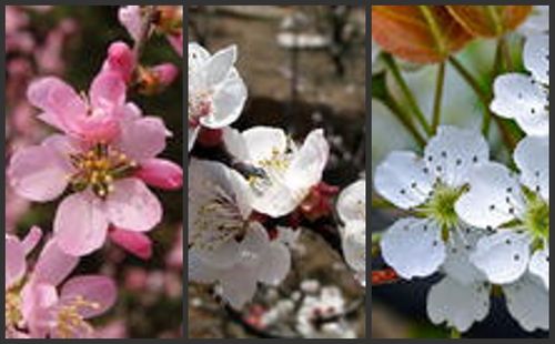 桃花,杏花,梨花,分别是什么颜色?
