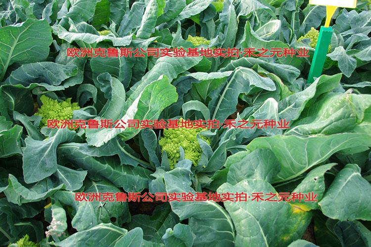 荷兰白金宝塔菜种子 椰菜种子 口感脆 口感嫩脆不烂 cfb29花菜 r