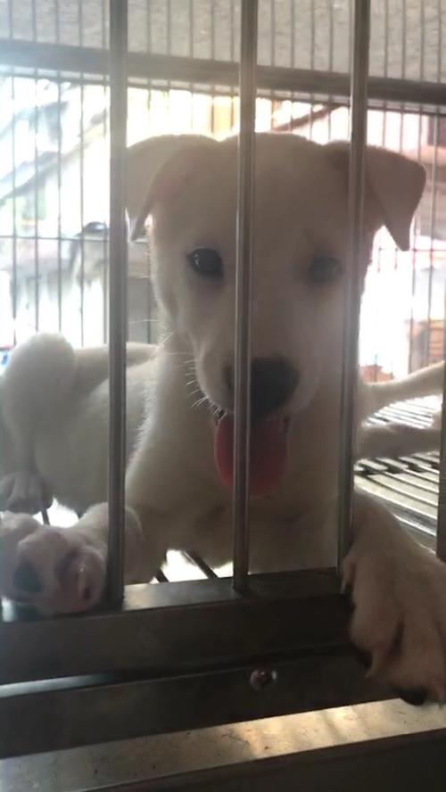 今天买了一只狗狗,老板说是拉布拉多和柴犬杂交的.我是不是被骗了?