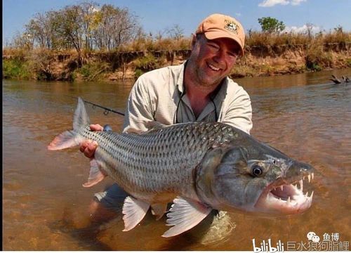 【科普】狗脂鲤(猛鱼)家族:花里胡哨的名称与不同品种