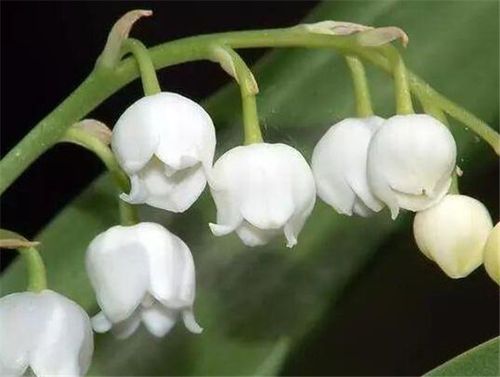 铃兰花什么时候开花铃兰花的种植方法和注意事项