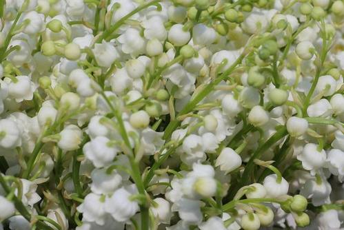 (9)法国迎来"铃兰节"