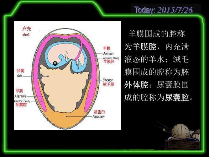 为羊膜腔,内充满 液态的羊水;绒毛 膜围成的腔称为胚 外体腔;尿囊膜围