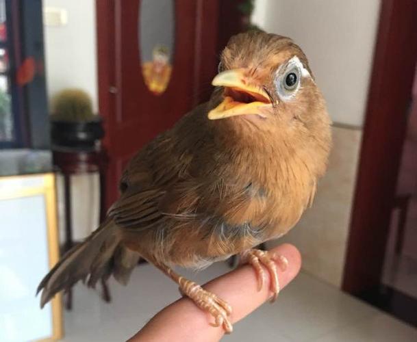 来学学"窝雏"画眉鸟的喂养吧!