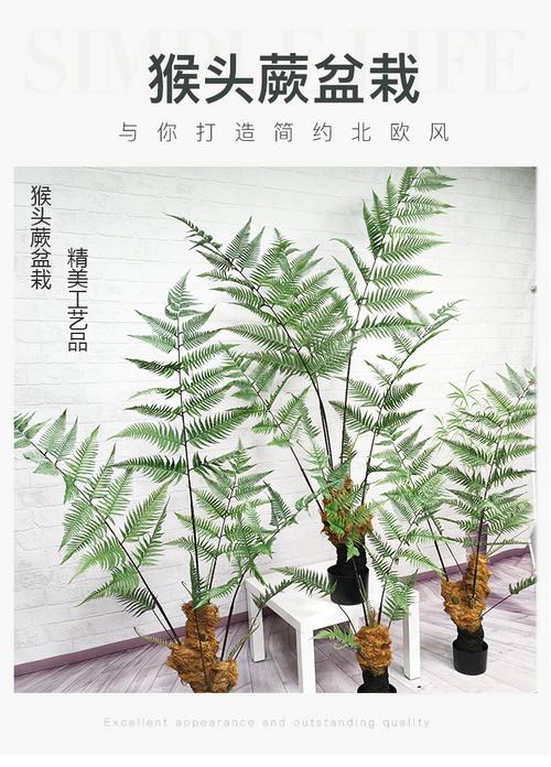 全国包邮猴头蕨植物盆栽金丝猴草假树室内禅意绿植摆件家居饰品