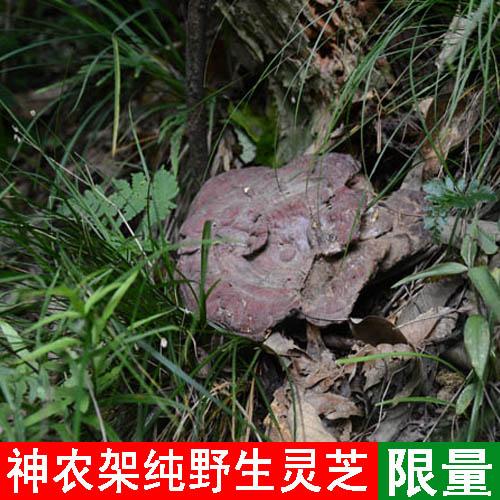 18cm 10cm 带柄林芝大朵林芝 整枝赤灵芝 神农架纯野生灵芝