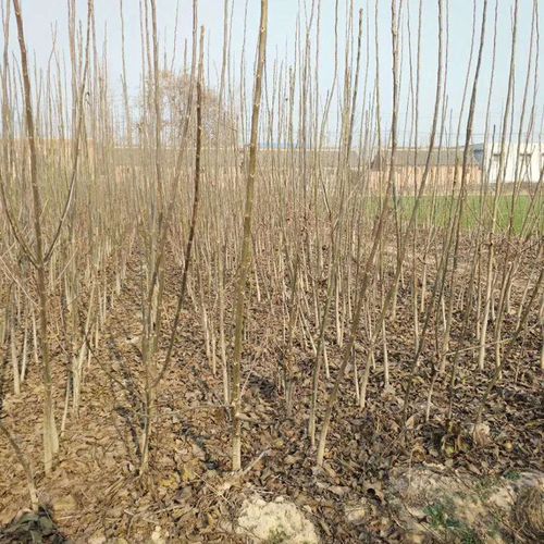 2公分核桃树苗 2公分核桃树苗价格 2公分核桃树苗一棵