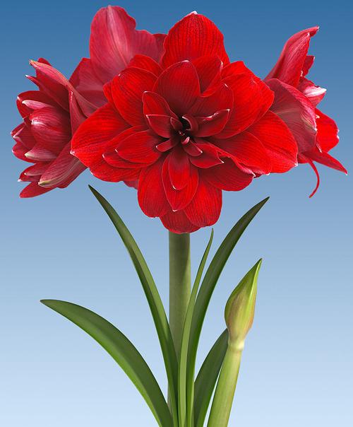 现货荷兰进口朱顶红花自然球 阿弗雷 双龙等重瓣系列多品种