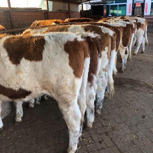 黑龙江肉牛西门塔尔牛小牛犊保揣牛种牛繁殖