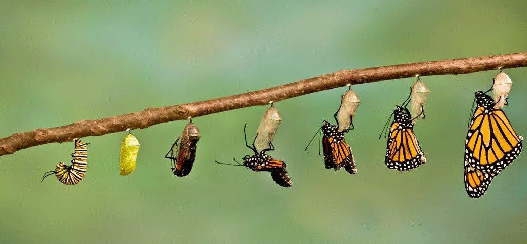 昆虫,幼虫,毛毛虫,蝴蝶