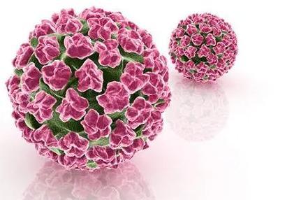 hpv是怎么感染上的,感染hpv怎么治疗_病毒