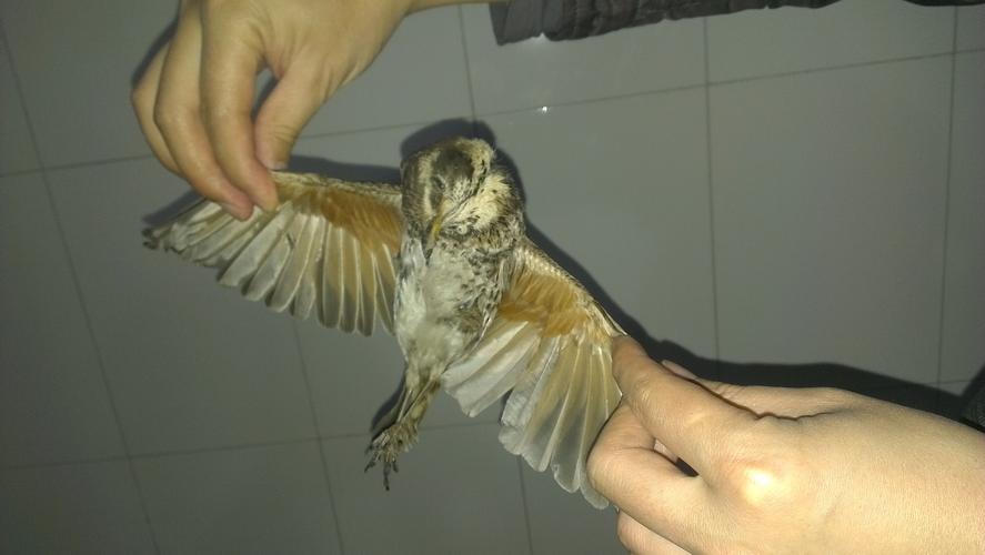 我想问这个鸟学名叫什么