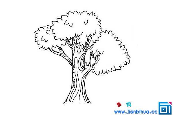 榕树的简笔画