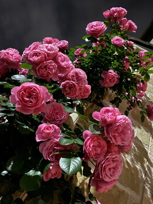 夜色下的粉达_月季_家居家装_家居装饰