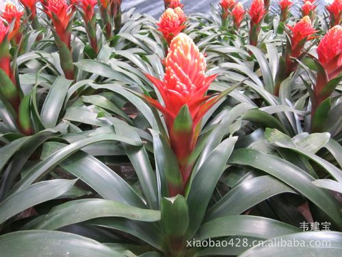 低价高档观赏凤梨科吉利红星广州园艺室内花卉盆栽植物批发