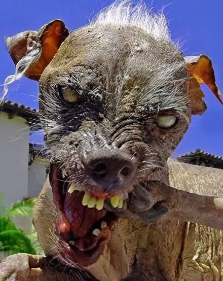 前方高能预警!世界最丑狗大赛,丑萌狗狗选美秀