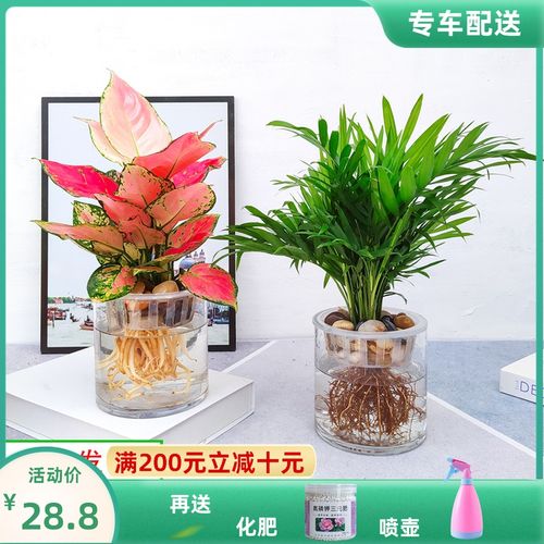 水培植物吉利红盆栽办公室内桌面卫生间四季水养绿萝