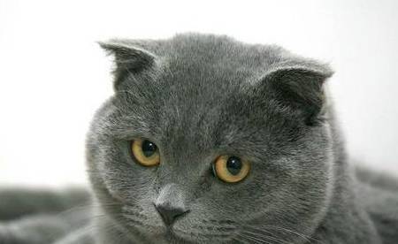 养猫,就选英短"蓝猫",好处非常多!_猫咪_颜色_品种