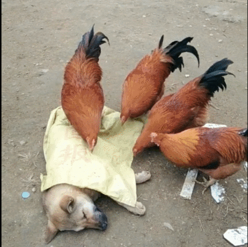 狗狗睡觉被公鸡啄,都是被主人害的,在狗身上放食物