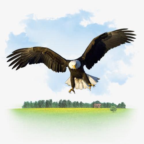 折纸阮红强鹰eagle