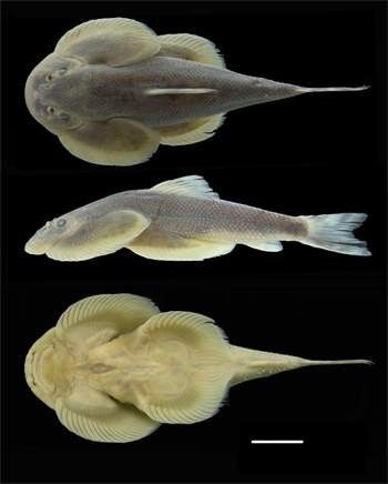 大口华吸鳅(sinogastromyzon macrostoma).