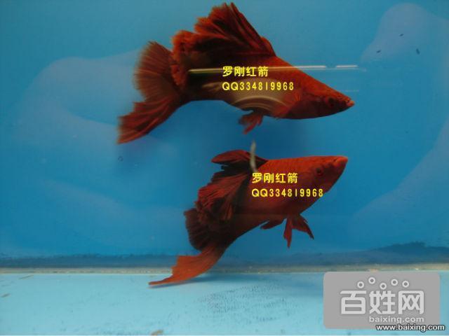 西安宠物 西安花鸟虫鱼 品种暂无 公母暂无 年龄暂无 其他联系