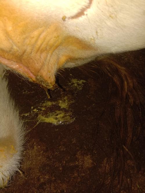 张老师你好,我家有个牛配种十天了,水门又流很粘稠黄白色的东西,这个