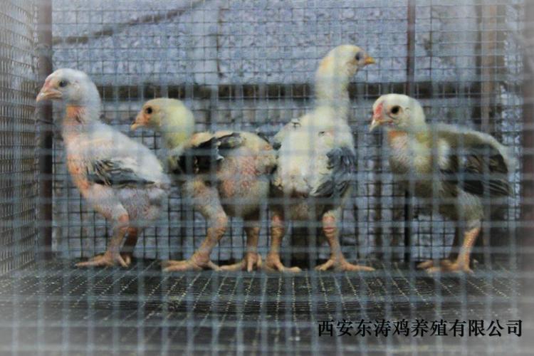 东涛鸡鸡苗商品大图